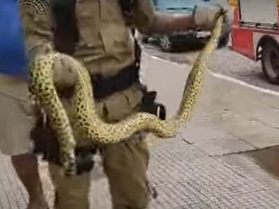 Em 30 minutos, Bombeiros foram acionados duas vezes para capturar cobras em cidade do interior de MS