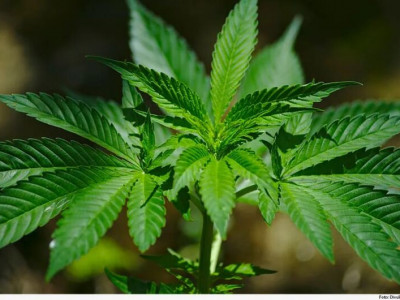 Entenda o que é maconha medicinal, que será distribuída pelo SUS