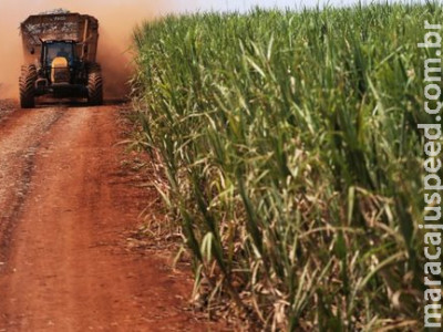 Mato Grosso do Sul Bate Recorde de Produção de Açúcar na Safra 2023/2024