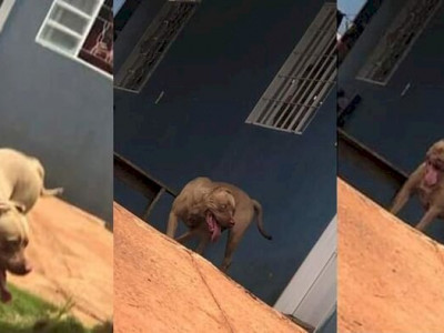 Pitbull invade casa e quase mata animal