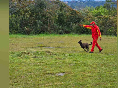 Bombeiros levam cadela Laika para ajudar nas buscas por indígena desaparecido no Pantanal