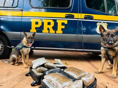 Cães farejadores apontam droga e traficante é preso na BR-262