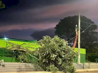 Ventania de 69 km/h derruba árvore e causa estragos em Coxim