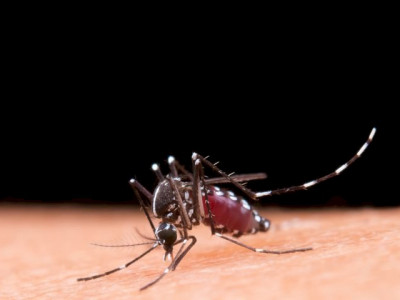 Aprenda a diferenciar os sintomas da dengue e da gripe
