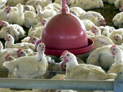 China extingue sobretaxa para carne de frango brasileira