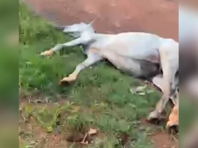 Égua morre eletrocutada após encostar em fio em Corumbá