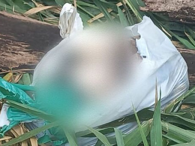 Homem mata cachorro a pauladas em Ribas do Rio Pardo