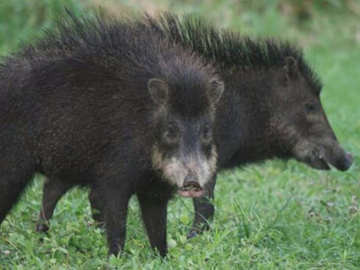 Jovem é atacado por queixada em Corumbá