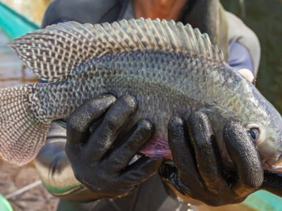 África do Sul abre mercado para pescados brasileiros