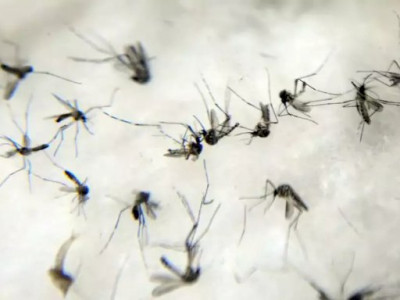 Anvisa adia a decisão de comercializar autotestes para dengue