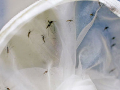 Brasil tem 391 mortes por dengue