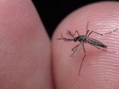 Dengue no Brasil: Casos ultrapassam 1 milhão somente em 2024