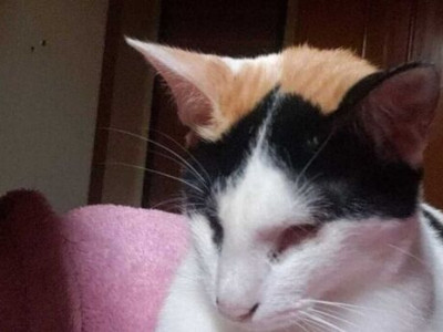 Gatinha abusada passa por eutanásia em Dourados