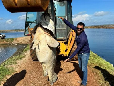 Peixe gigante é encontrado em fazenda de camarões no Nordeste