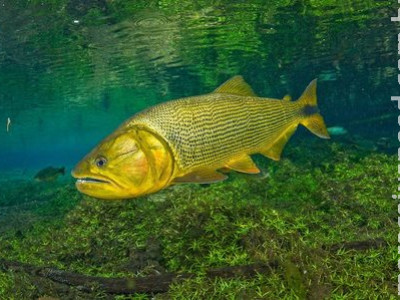 Riedel sanciona lei que prorroga proibição da pesca do dourado