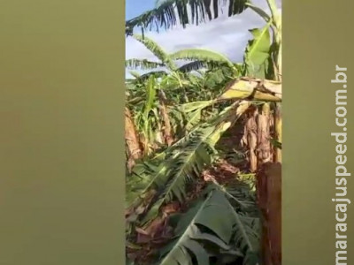 Ventania destrói bananal de pequenos produtores em Itaquiraí