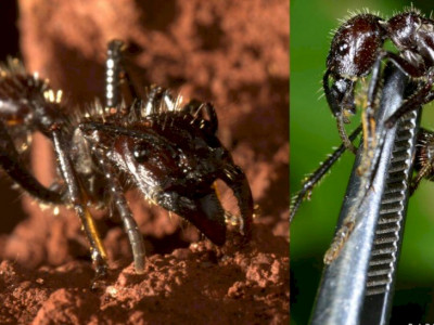 Biólogo relata 12 horas de dor após ser atacado por formiga cuja mordida se assemelha a um tiro em MS