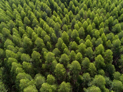 Fabricante de celulose abre 150 vagas de trabalhos florestais