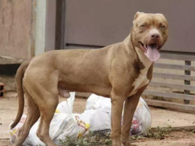 Homem morre após ser atacado por quatro pitbulls