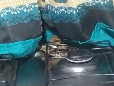 Moradora encontra sucuri em cima do fogão em Paraíso das Águas