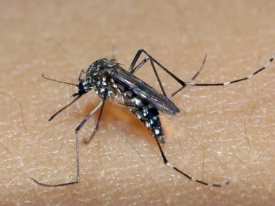 Mulher de 32 anos morre por dengue e Estado ultrapassa 6,5 mil casos no ano