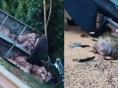 Porcos ficaram gritando em acidente onde 5 morreram na BR-163