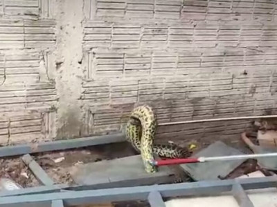 Sucuri de 2,5 metros é capturada em oficina mecânica