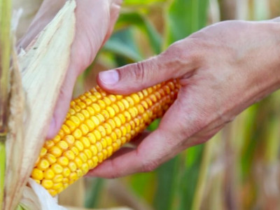 Demanda limitada derruba preços do milho no Brasil