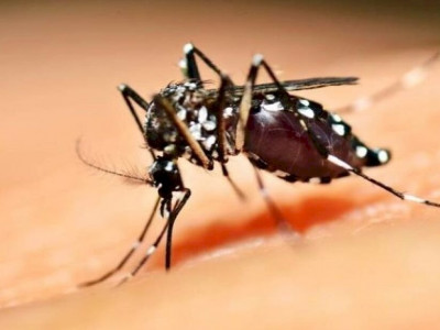 Dois bebês morreram vítimas da dengue em Mato Grosso do Sul