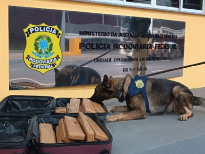 Farejadores encontram droga em ônibus e mulher vai presa