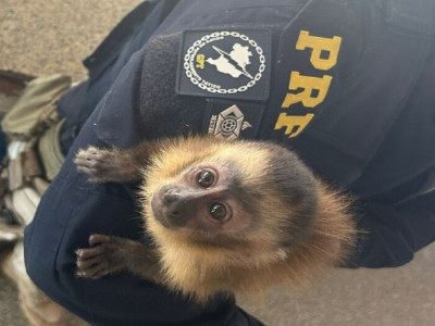PRF resgata macaco-prego que seria traficado para Corumbá