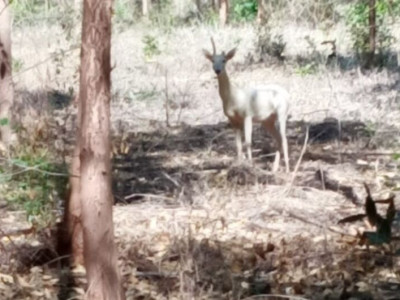 Raro, Veado albino é flagrado em floresta de MS