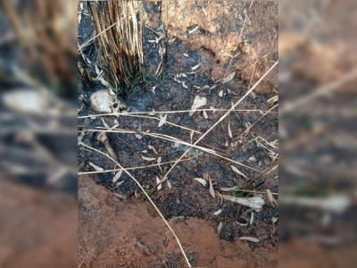 Ossadas humanas são encontradas em regiões de mata no DF
