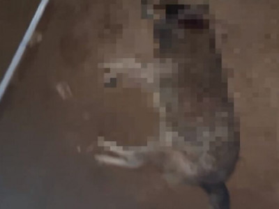 Pitbull solto ataca e mata cachorro em bairro de Água Clara