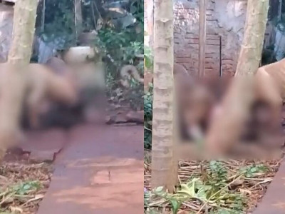 Pitbulls invadem casa e matam cachorro no Jardim Colúmbia