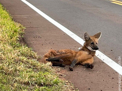 PMA resgata lobo-guará atropelado em Sidrolândia
