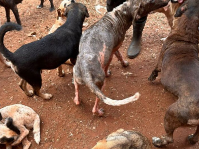 Responsáveis por ONG são presas por maus-tratos a animais