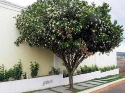 Aprovada proibição do plantio de murta em Mato Grosso do Sul