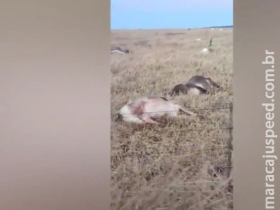 Frio mata mais de 120 cabeças de gado em Jaraguari