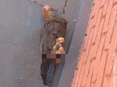 Galinha morre após sofrer abuso sexual em Goiás
