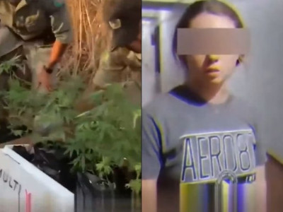 Gringos são presos por plantar maconha em GO