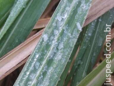 MS registra mais uma geada e sensação de -4ºC