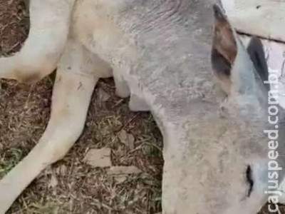 No dia mais frio do ano, gado agoniza em fazenda da Capital
