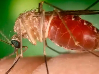 Opas eleva risco de febre do Oropouche nas Américas para alto