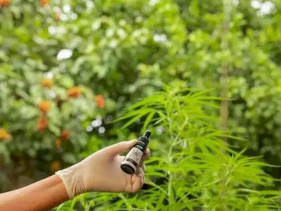 SUS terá de fornecer cannabis à jovem que pode morrer sufocada