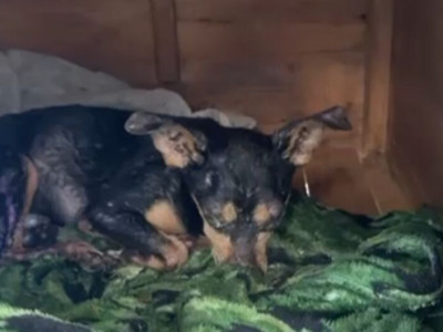 Artesã presa por maus-tratos a cachorro é solta em Campo Grande
