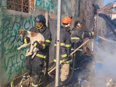 Cão é resgatado de incêndio que destruiu residência em Corumbá