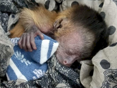 Filhote de macaco-prego é salvo após incêndios no Pantanal