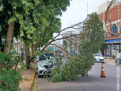 Galho de árvore cai e atinge carro na Rua 13 de Maio