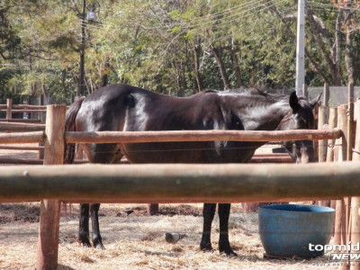 Homem é preso após praticar zoofilia com égua em Nova Andradina